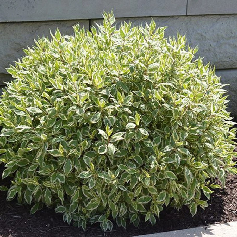 Дерен белый 'elegantissima'