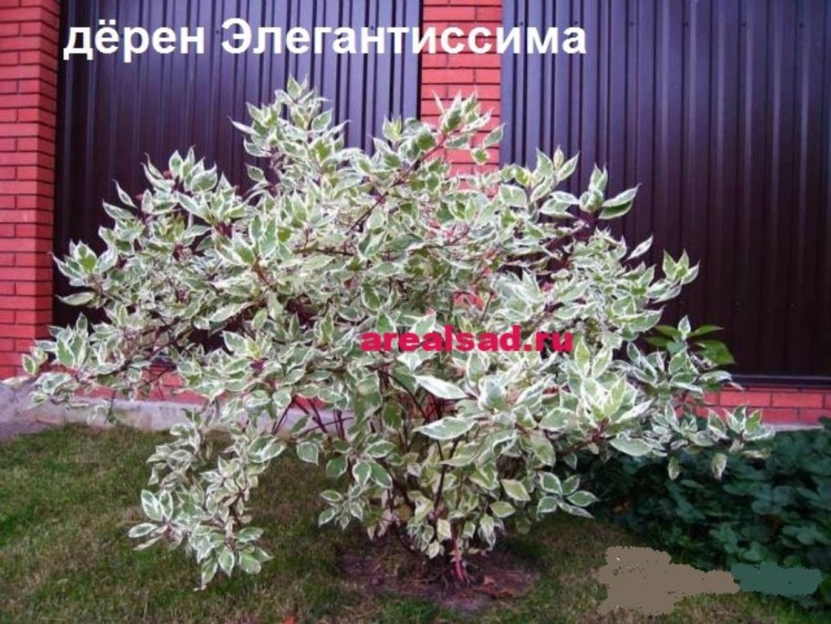 Тёрн кустарник цветет