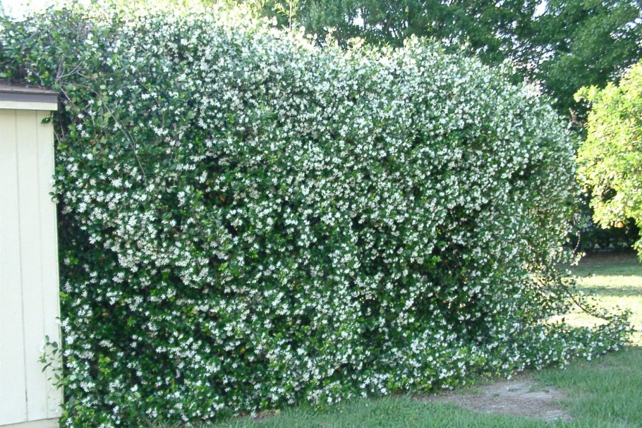 Синяя ягода похожая на сливу