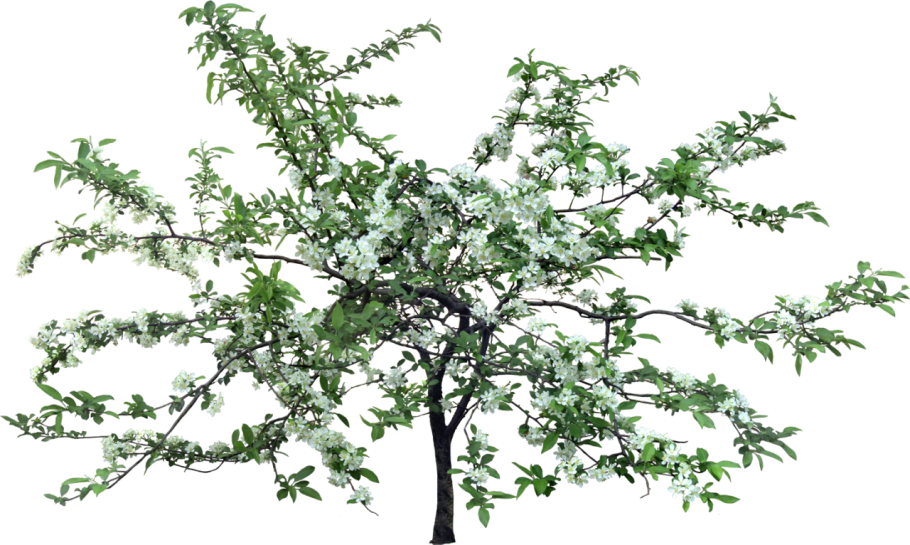 Терн декоративный кустарник