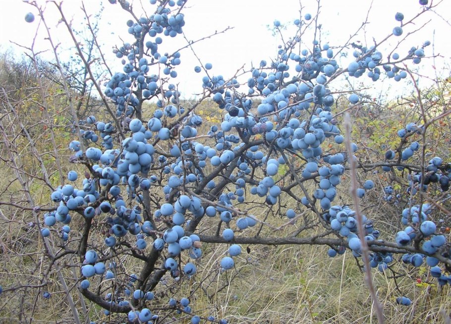 Ирга Ламарка (Amelanchier lamarckii)