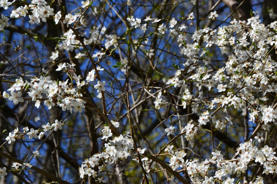 Боярышник Сибирский Живая изгородь