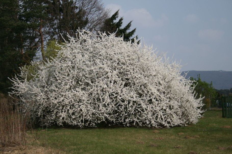 Терн Плантариум