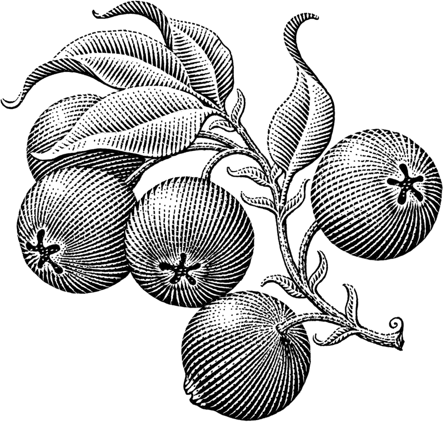 Дерен Элегантиссима шар