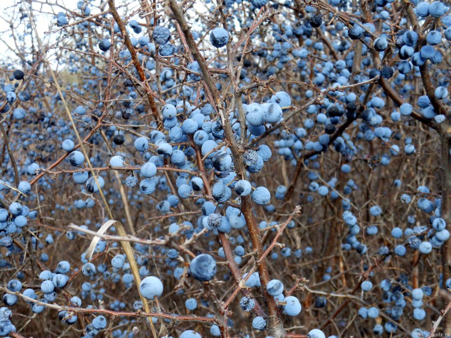 Дерен белый Аргентеомаргината