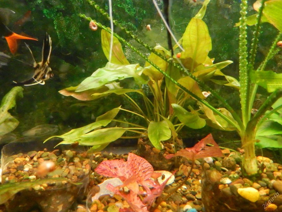 Криптокорина шутовидная