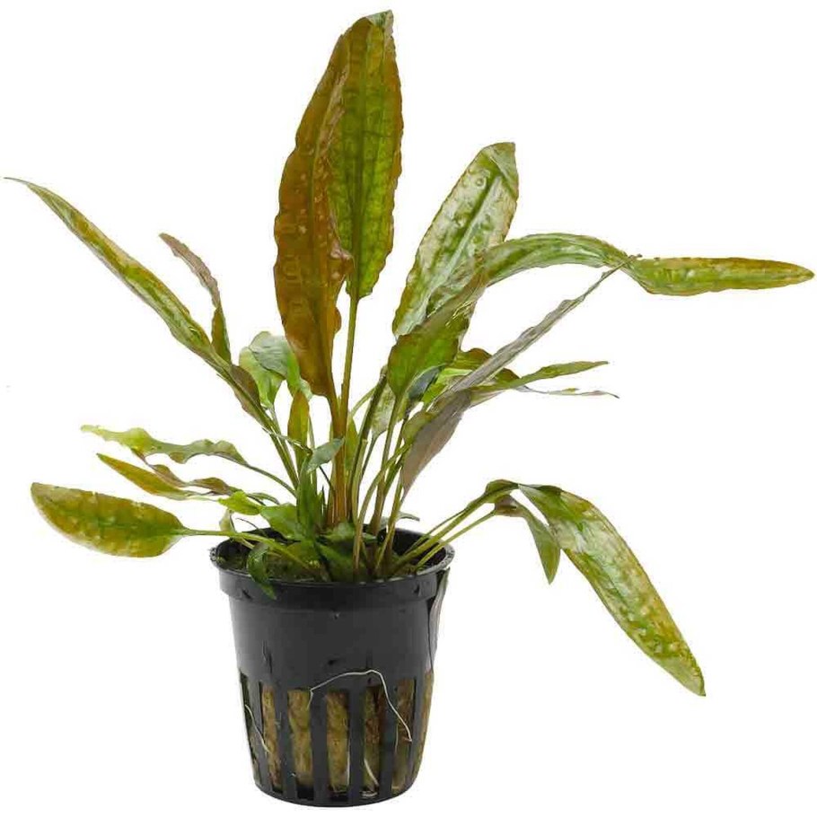 Криптокорина Бласса (Cryptocoryne blassii)