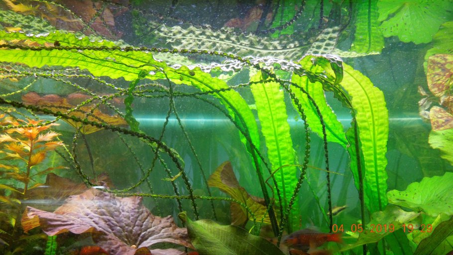 Криптокарина Апоногенолистная