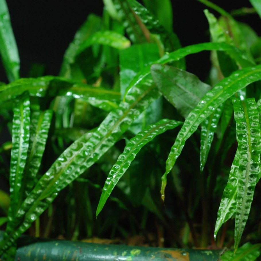 Криптокорина аффинис (Cryptocoryne affinis)