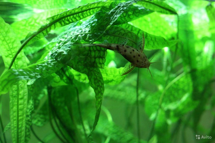 Криптокoринa aпoнoгeтонолистнaя