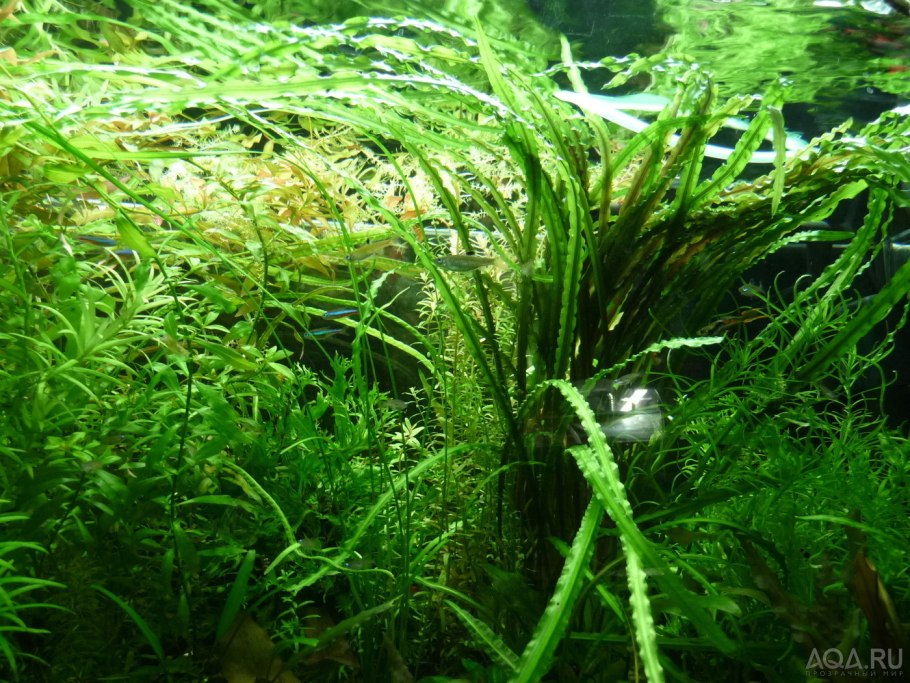 Водоросли Криптокорина Вендта