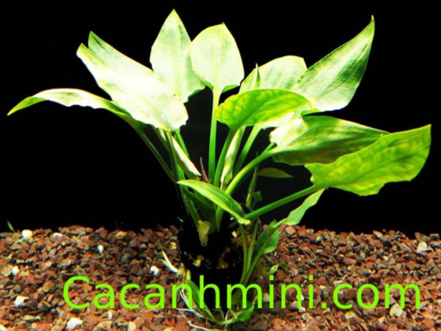 Криптокорина Мёльмана