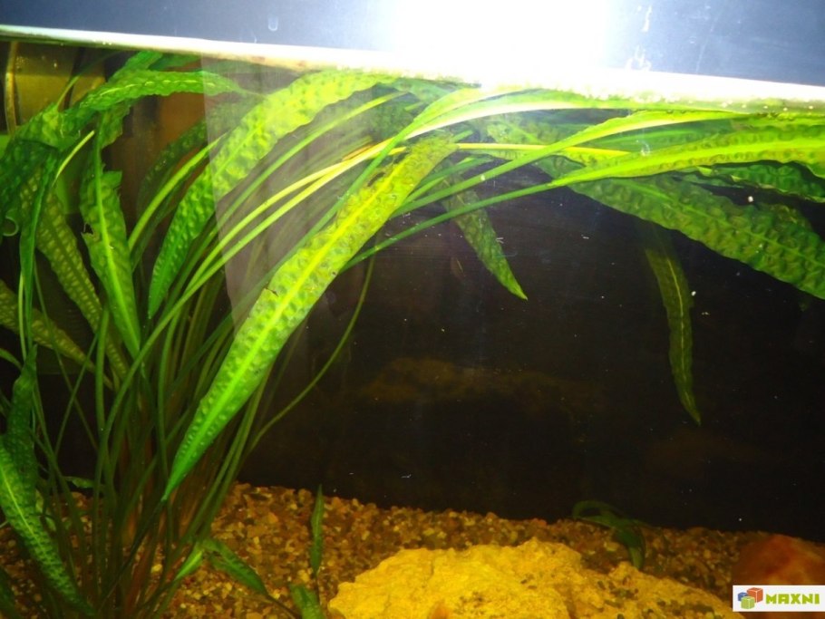 Криптокорина Вендта