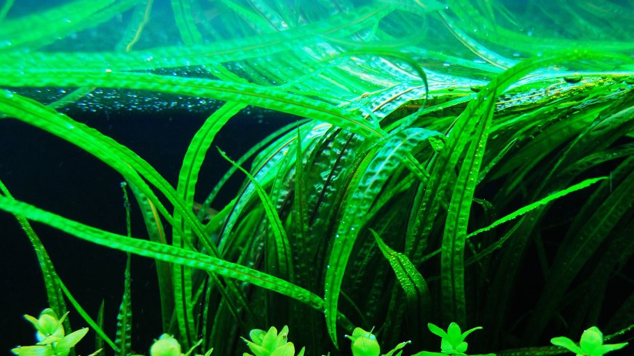 Криптокорина Вендта Браун