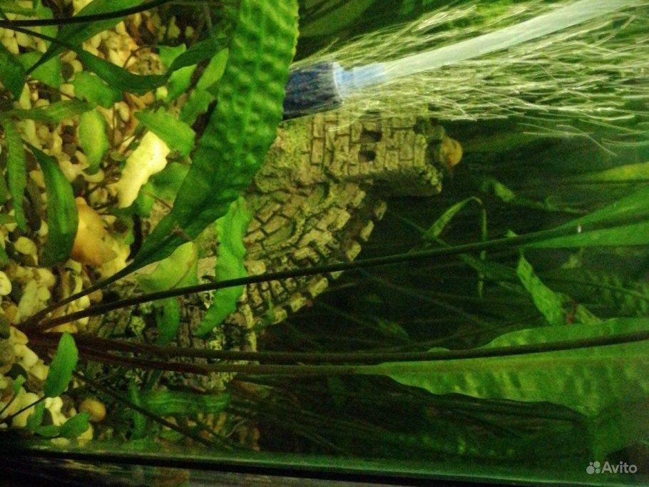 Криптокорина Вендта