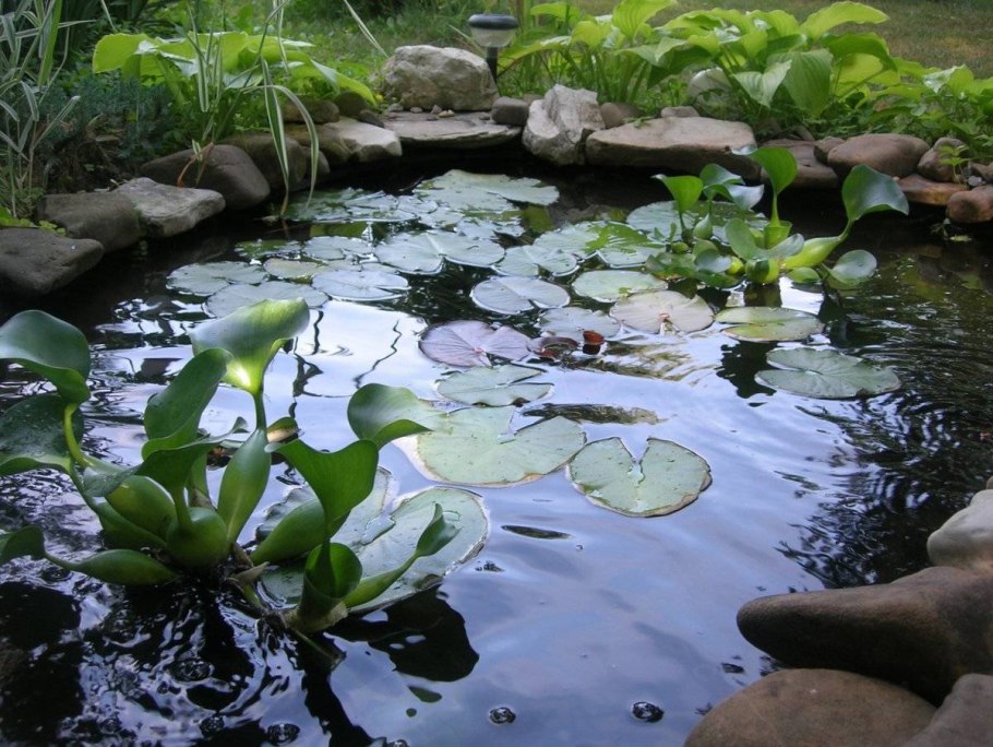 Гиацинт Водный для пруда