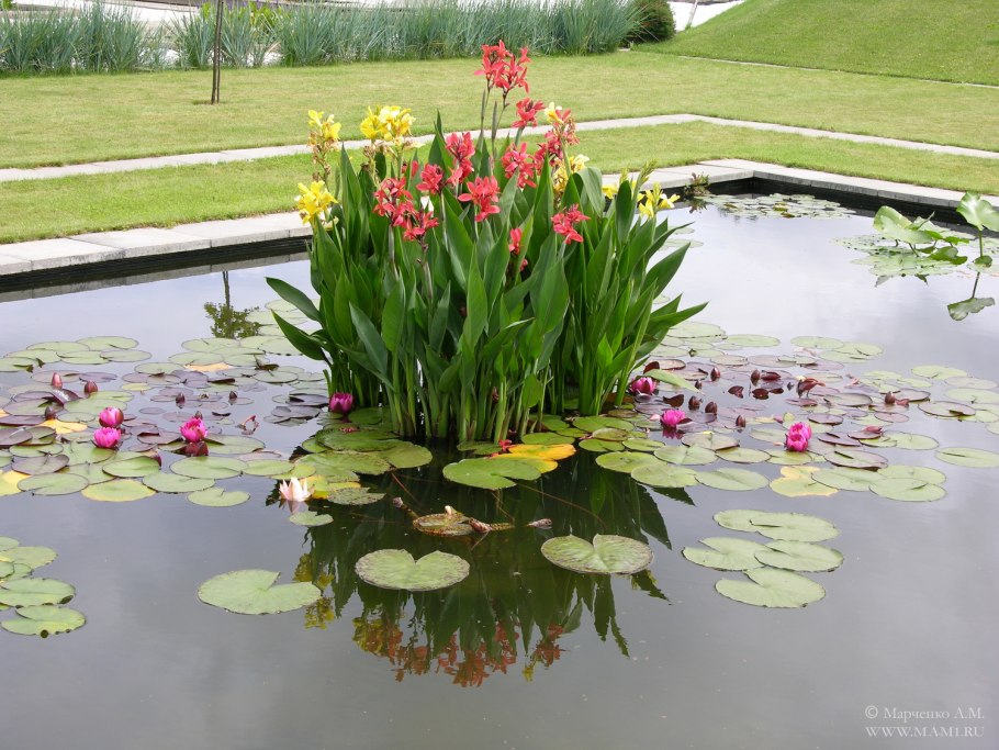 Растение водная Канна