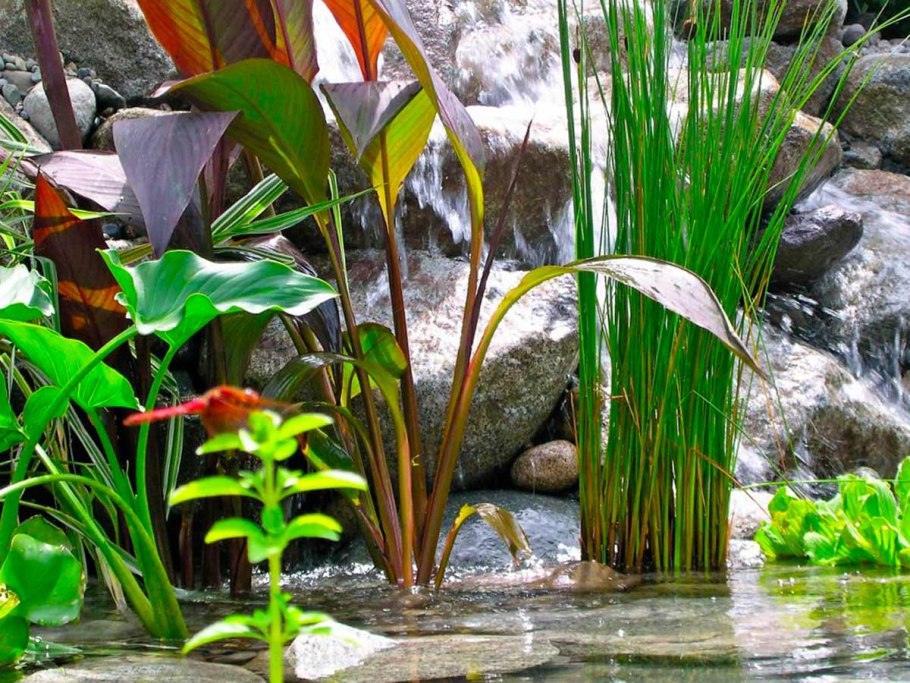 Растения для пруда