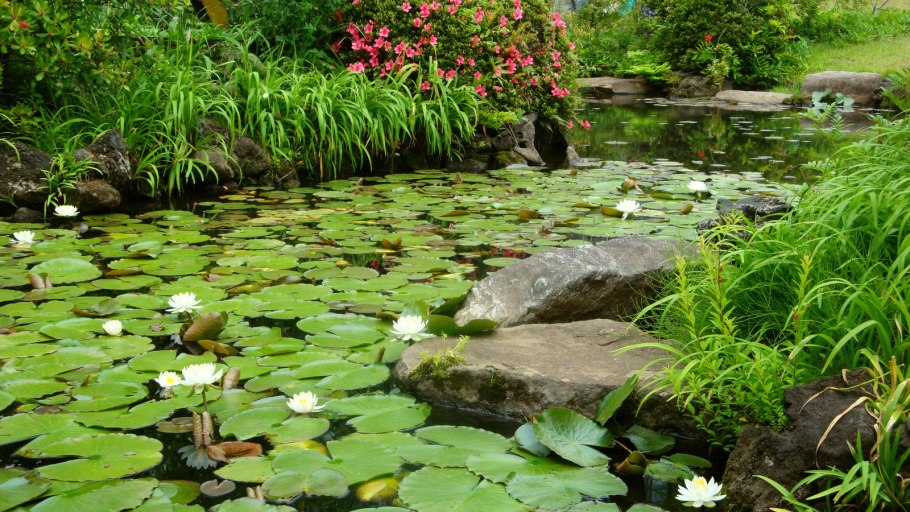 Растения водоемов