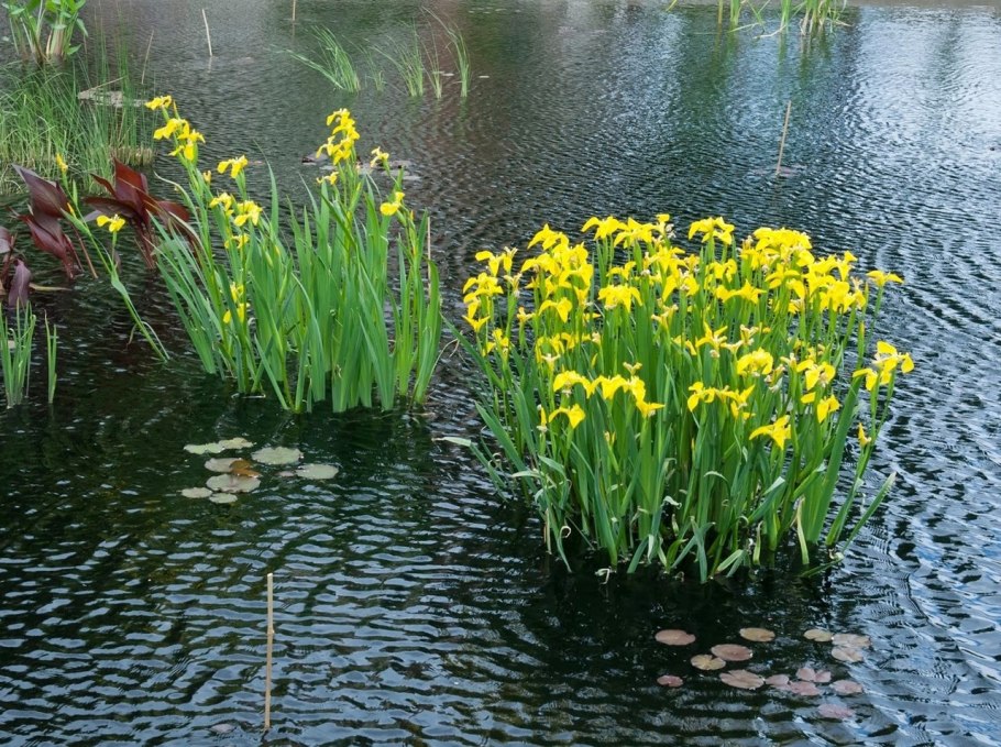 Водные растения