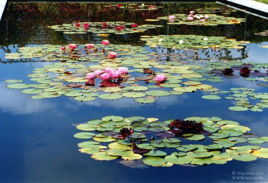 Водные растения для бассейнов