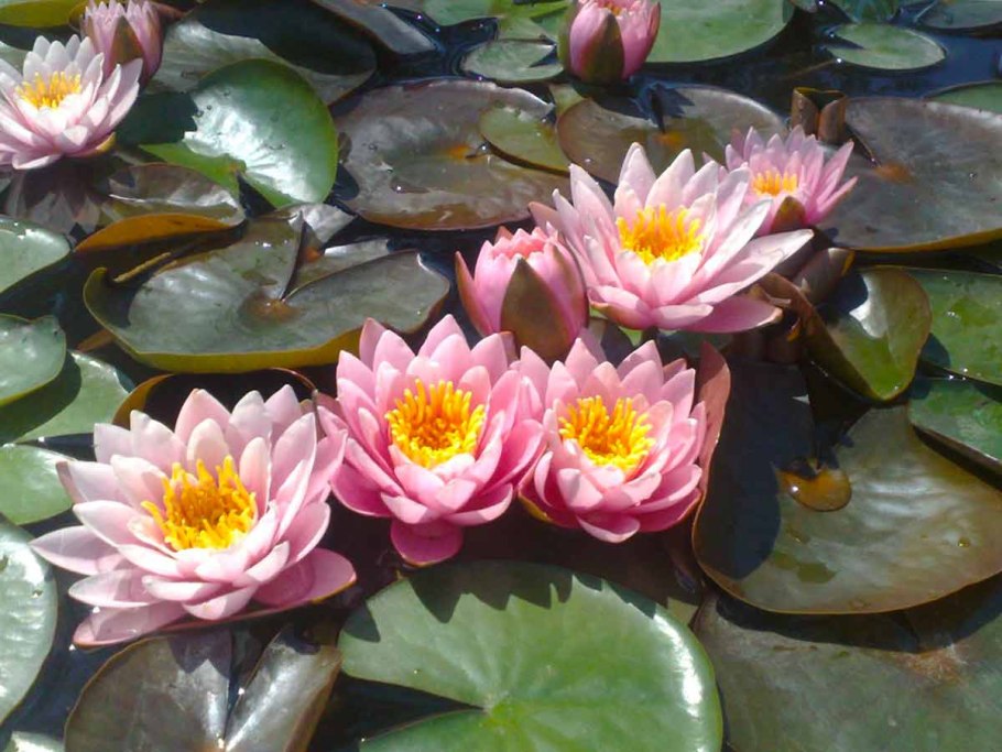 Растение Ривер Донейн