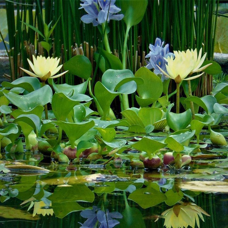 Кувшинка рдест