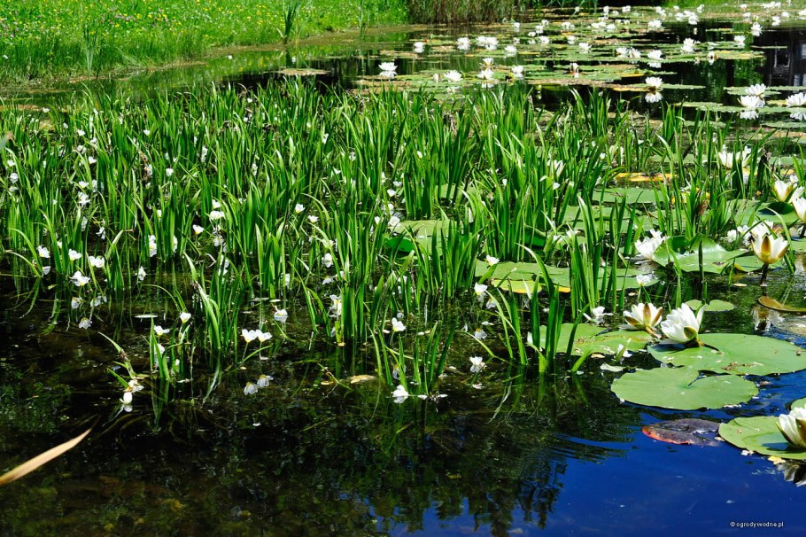 Водяные растения для пруда