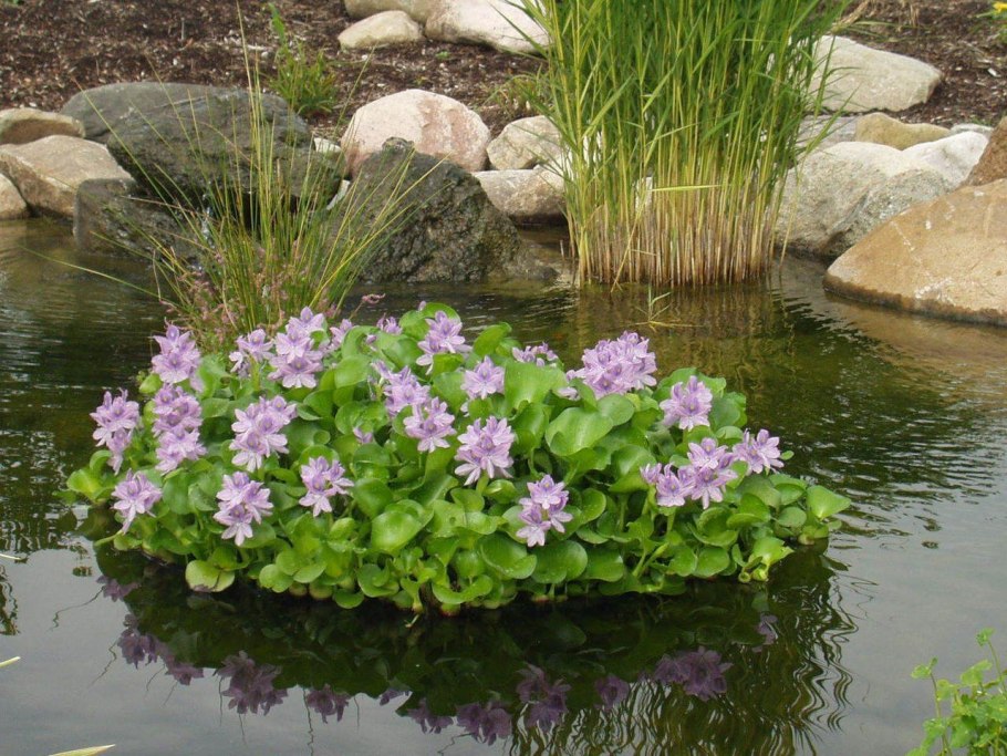 Водный гиацинт (Eichhornia crassipes)