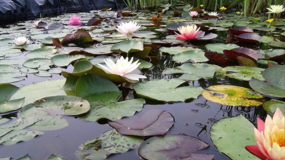 Фонтан с нимфеями