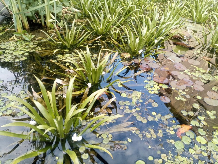 Прибрежные растения