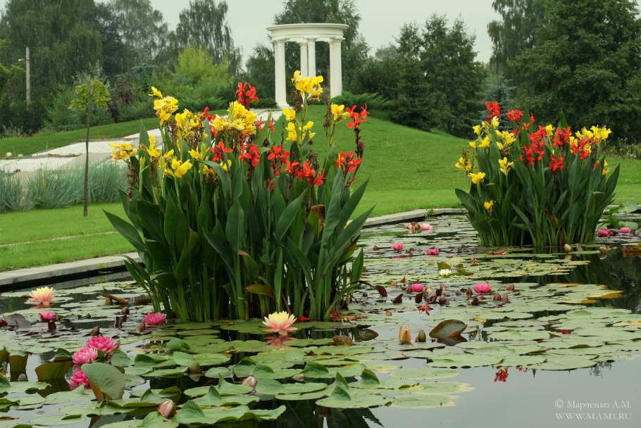 Плавучие растение для пруда