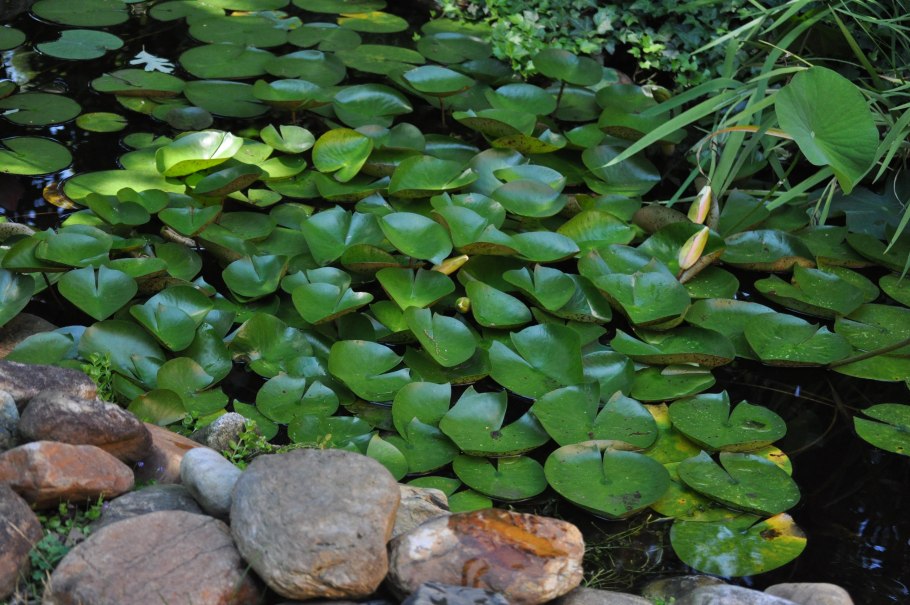 Понтедерия Pontederia cordata