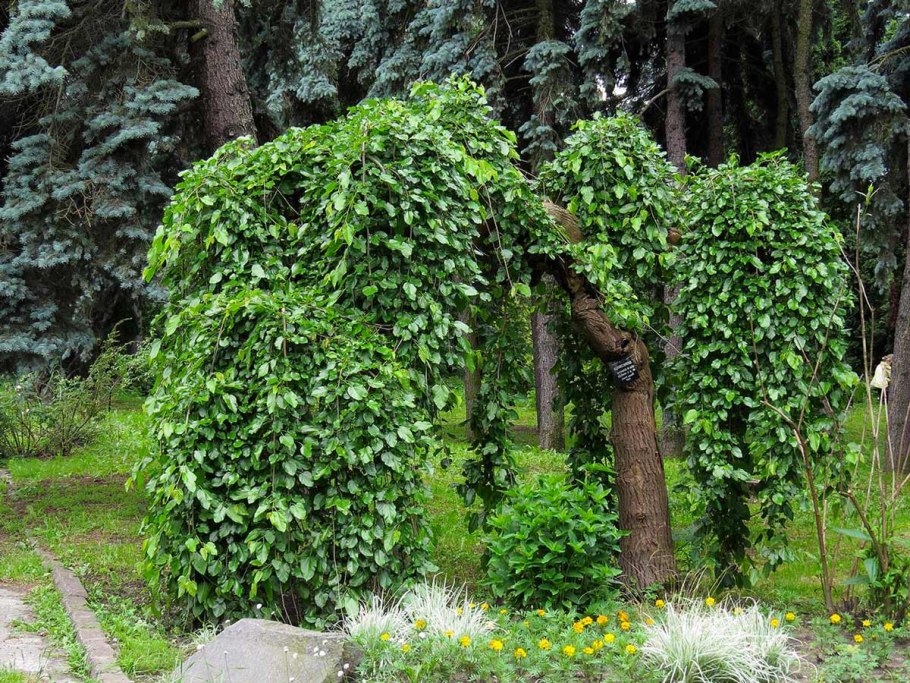 Шелковица Пендула