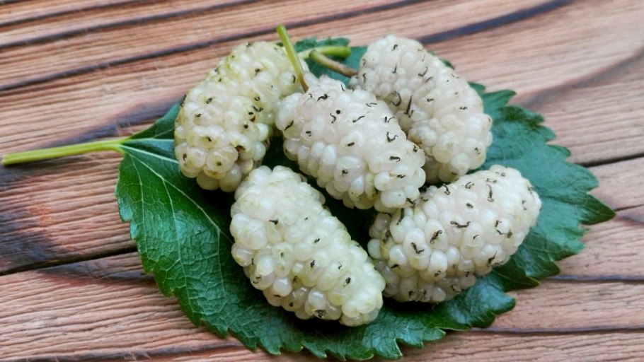 White Mulberry