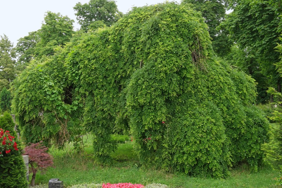 Шелковица плакучая Пендула