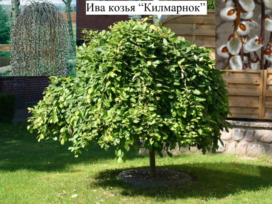 Ива Козья Kilmarnock