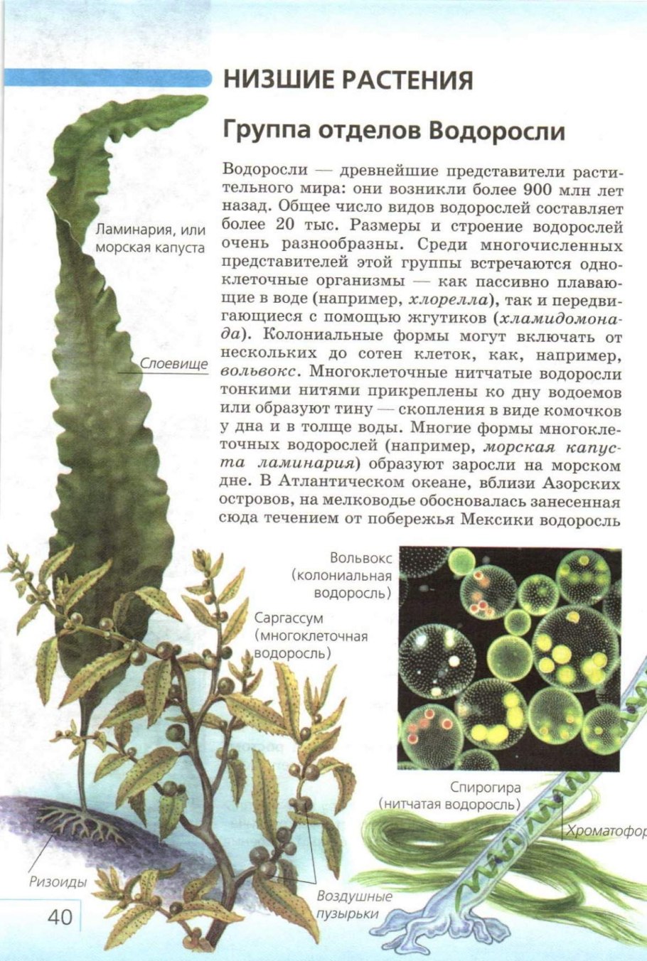 Рододендрон Даурский Забайкалье