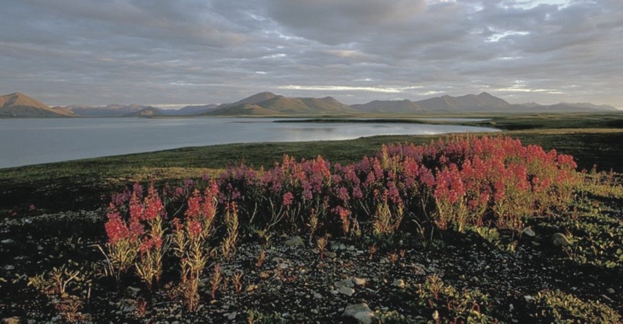 Сопки багульник Забайкалье