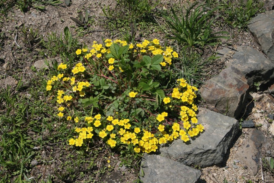 Низшие растения группа отделов водоросли