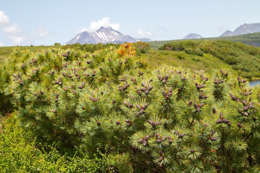 Багульник Байкальский