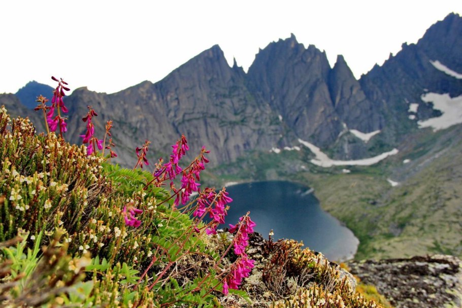 Дальневосточный маньчжурский женьшень