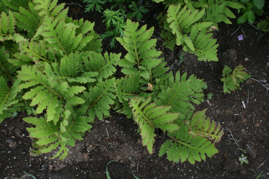 Хинганский заповедник Лотос Комарова