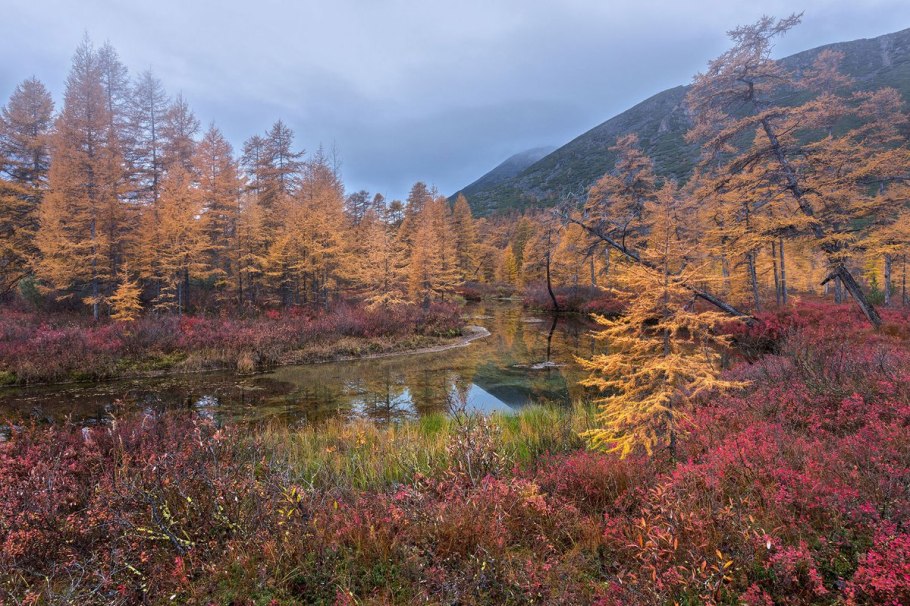 Биология таблица признаки водорослей