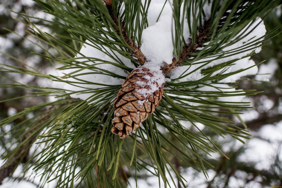 Сосна румелийская