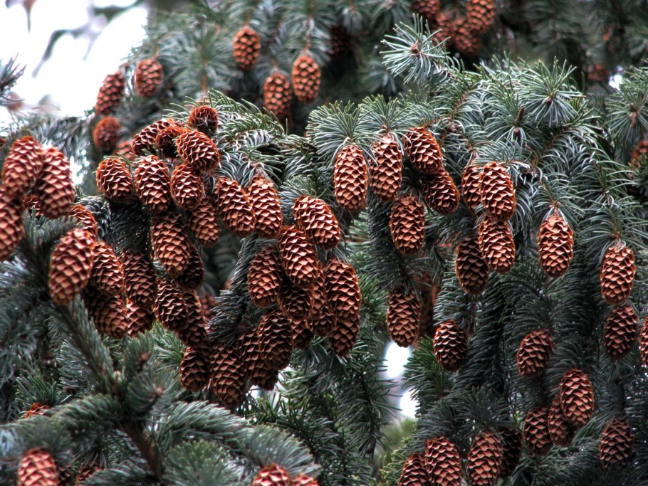 Шишки сосна сосна калабрийская