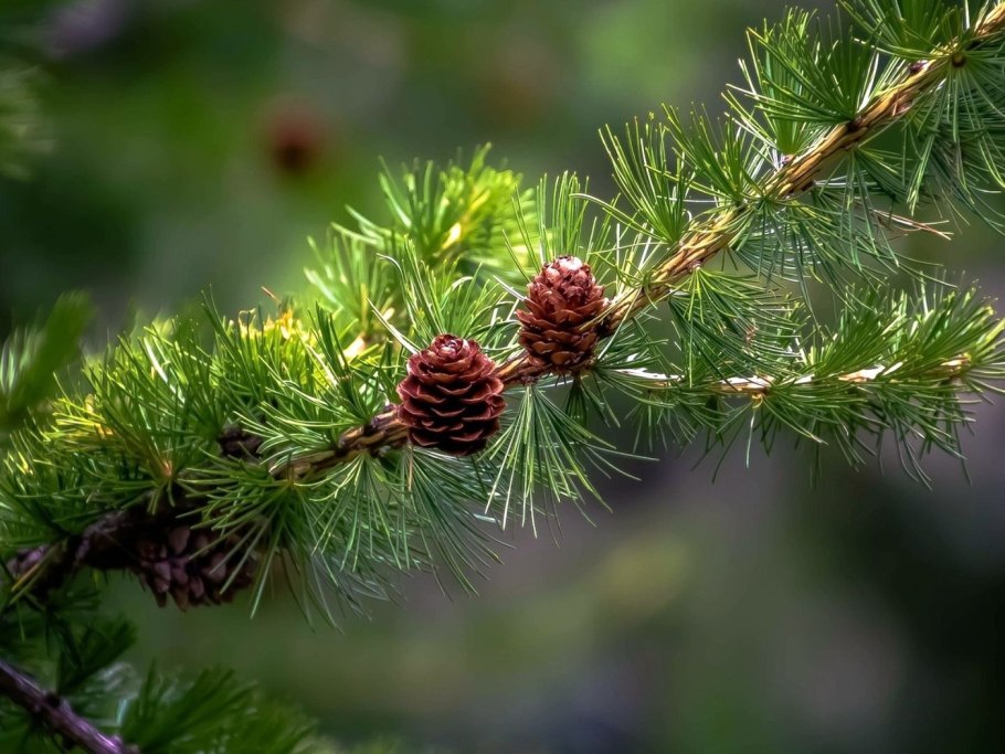 Веточки хвойники шишки