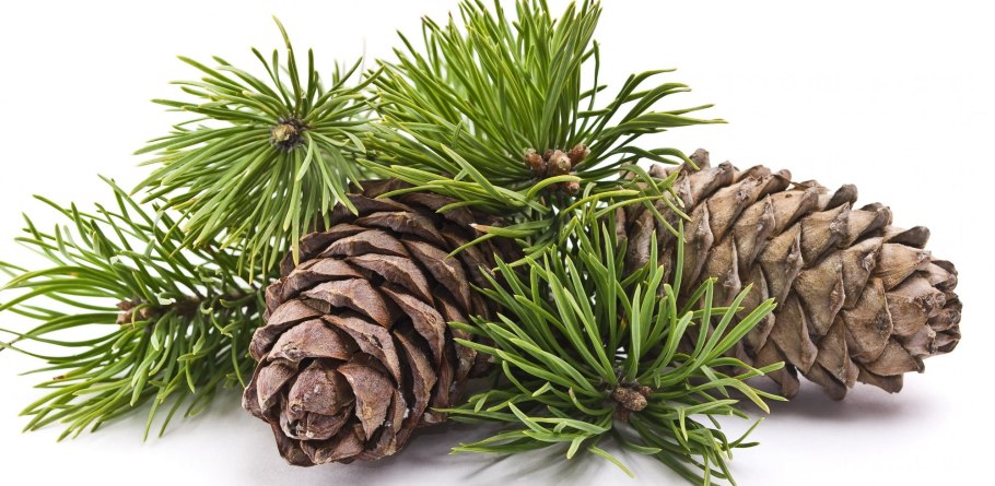Кедр Сибирский хвоинки