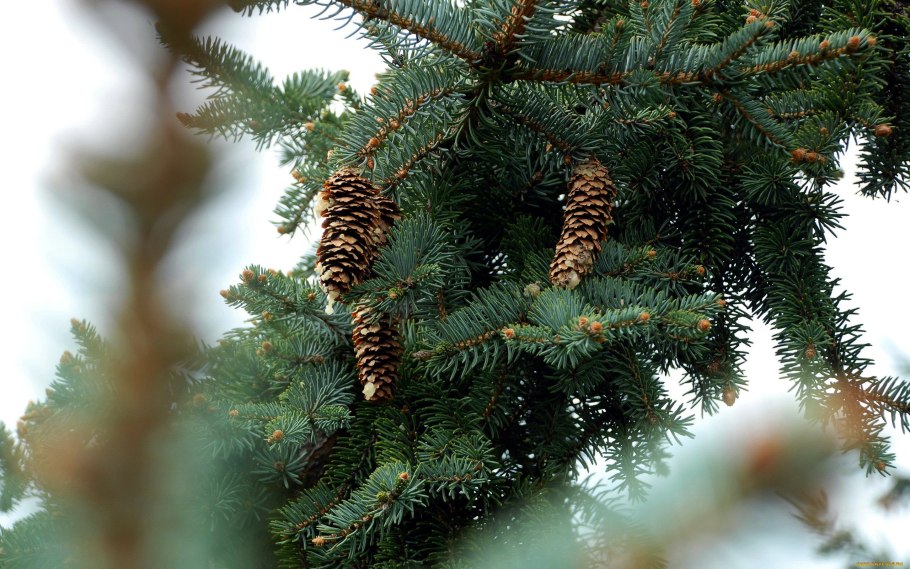 Еловая, Пихтовая, Сосновая лапы
