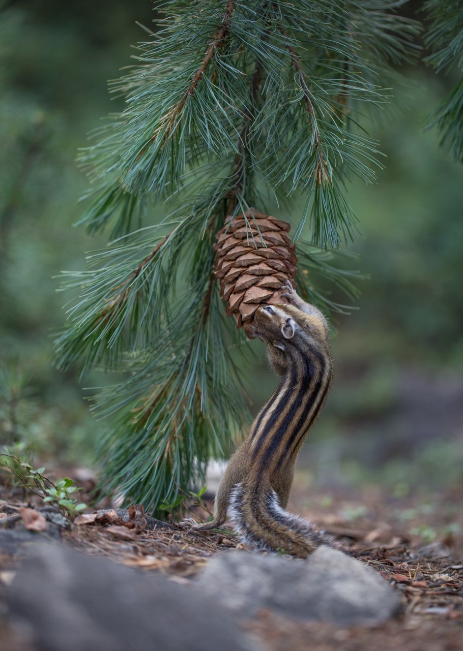 Кедр Гималайский